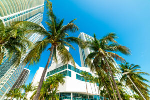 Palm trees and skyscrapers in downtown Miami