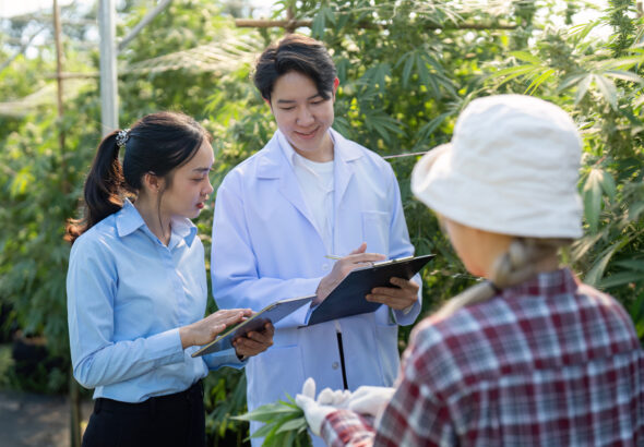 Researching cannabis cultivation techniques greenhouse educational session botanical environment close up view scientific exploration