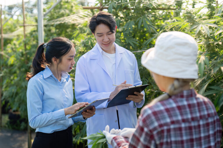 Researching cannabis cultivation techniques greenhouse educational session botanical environment close up view scientific exploration