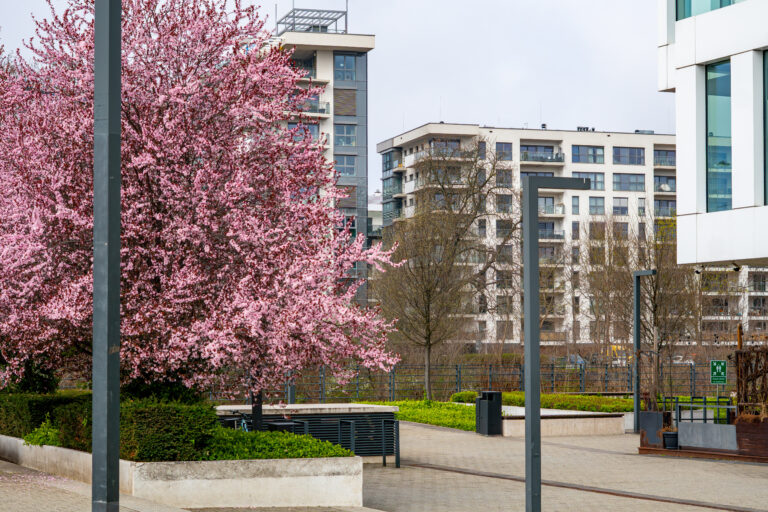 Blooming Japanese cherry tree with pink flowers against modern urban architecture, springtime city landscape with residential buildings, decorative fruit trees in a city park, sunny spring day outdoor